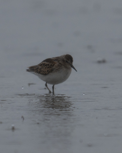 Least Sandpiper