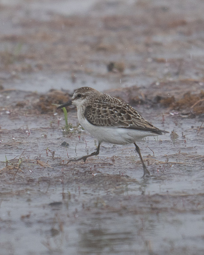 Semipalmated Sandpiper