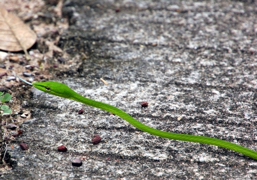 Oriental Whipsnake