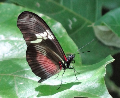 Mexican Longwing