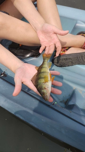Yellow Perch