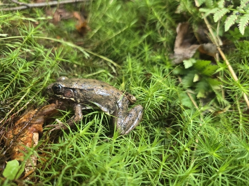 Green Frog