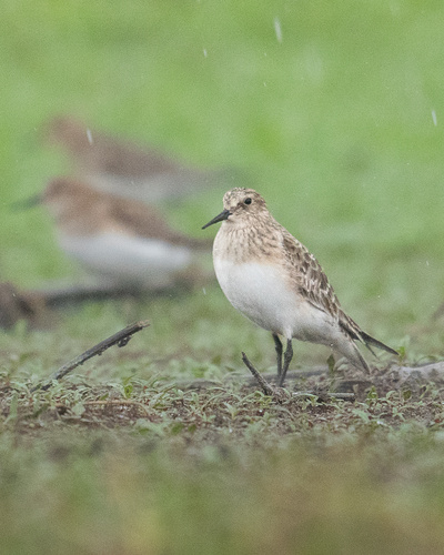 Baird's Sandpiper
