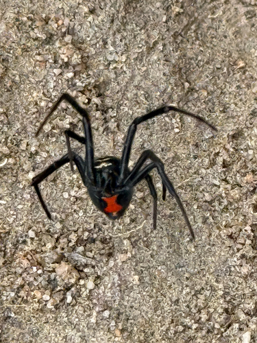 Western Black Widow