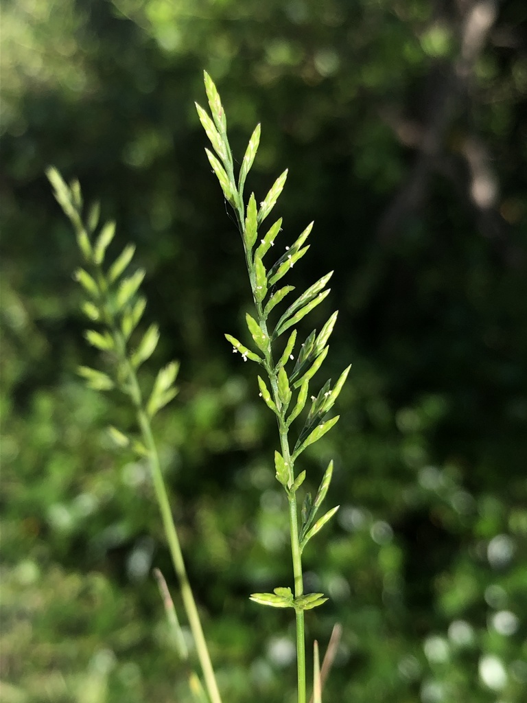 Fern grass