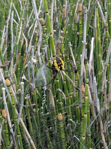 Yellow Garden Spider