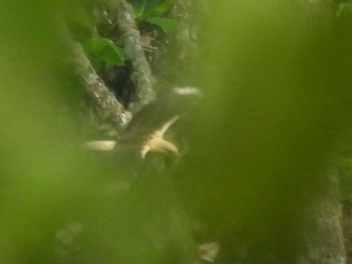 Yellow-headed Caracara