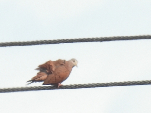 Ruddy Ground Dove