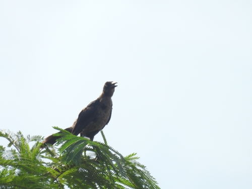 Great-tailed Grackle