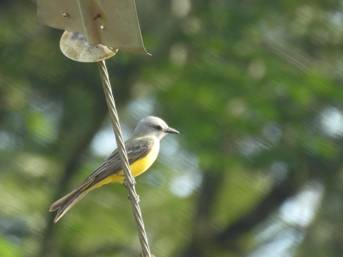 Tropical Kingbird
