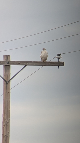 Ferruginous Hawk