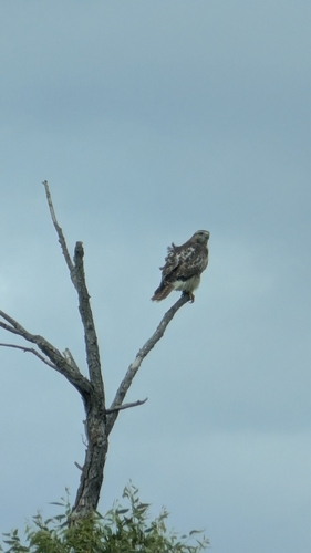 Red-tailed Hawk