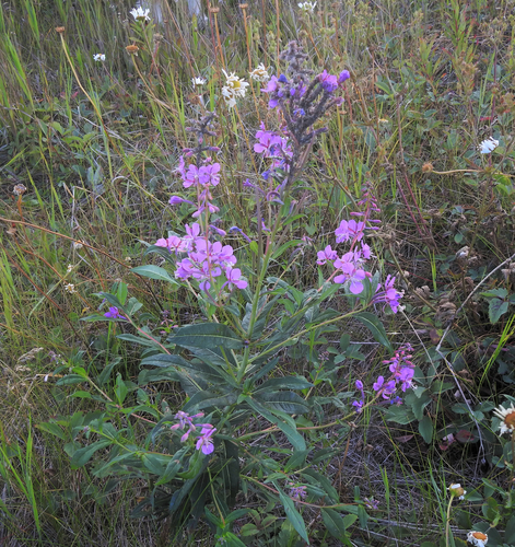fireweed