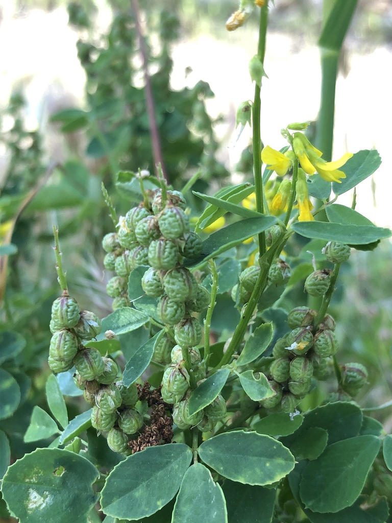 Italian sweetclover