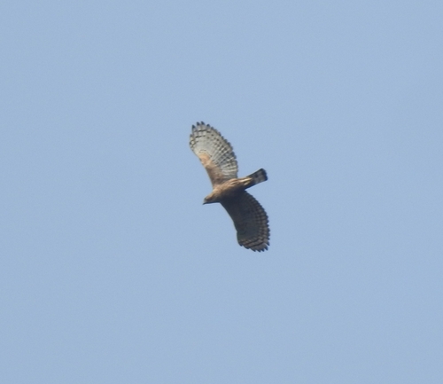 Javan Hawk-Eagle