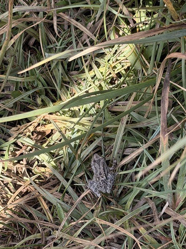 iNaturalist observation photo of Pacific chorus frog