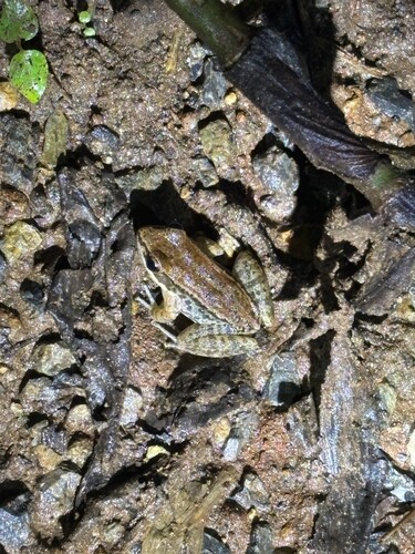 Black-striped Frog