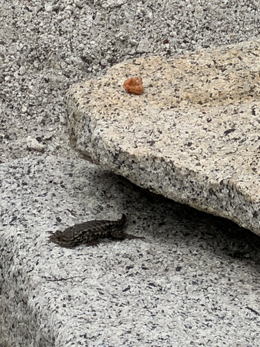 iNaturalist observation photo of Western Fence Lizard