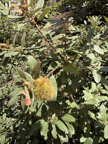 iNaturalist observation photo of Chinquapin Flower Gall Wasp