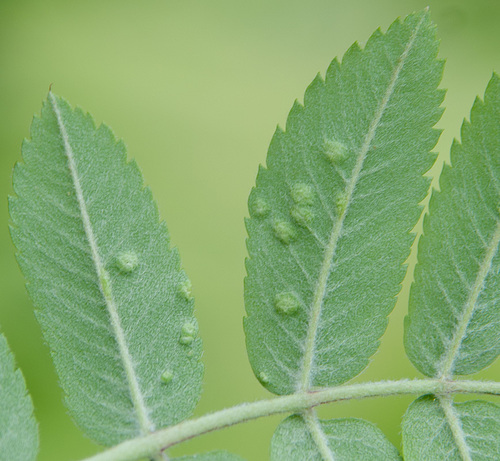 Rowan blister mite
