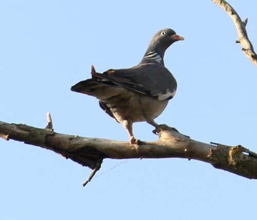 Common Wood-Pigeon