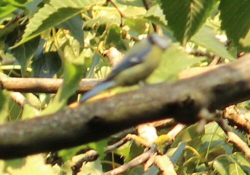Eurasian Blue Tit