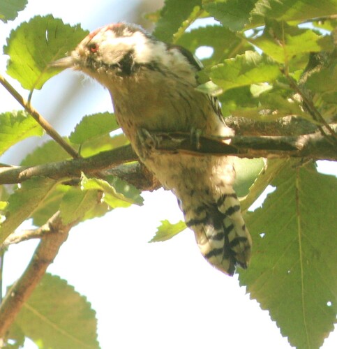 Lesser Spotted Woodpecker