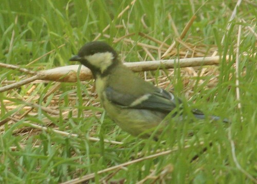 Great Tit