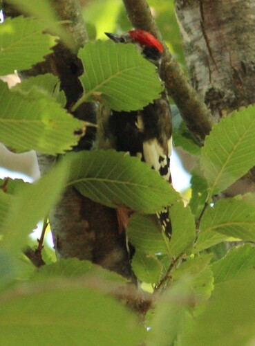 Great Spotted Woodpecker