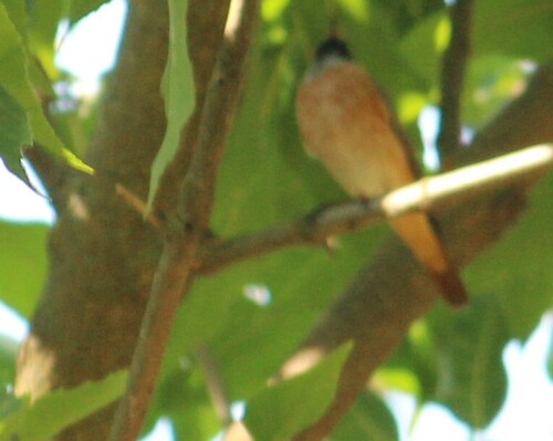 Common Redstart