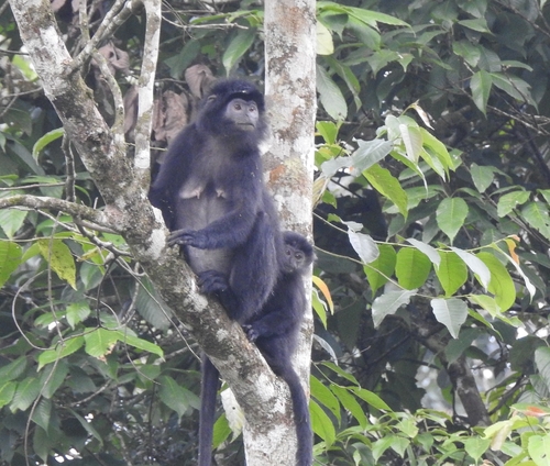 Javan Lutung