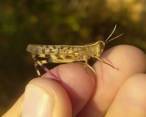 Mediterranean Splendid Grasshopper