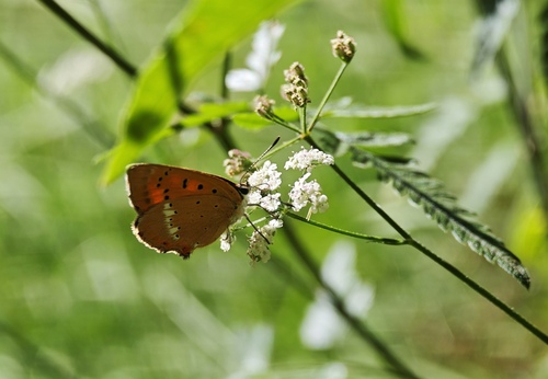 Scarce Copper