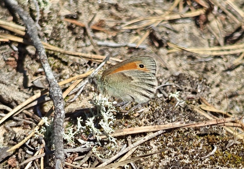 Small Heath