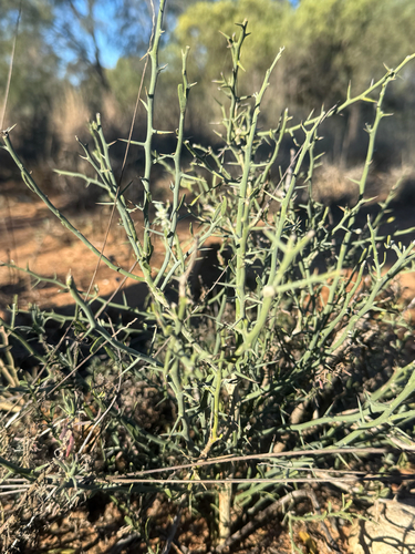 Australian desert lime