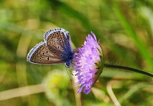 Common Blue