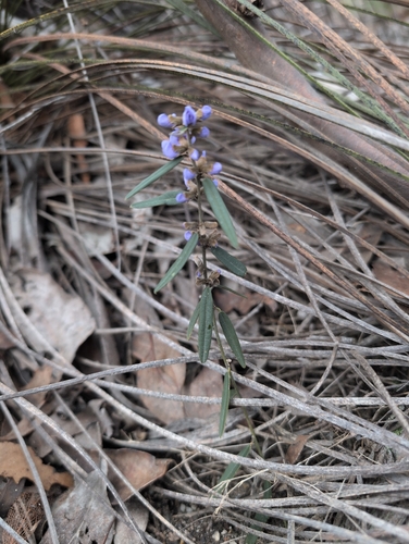 common hovea