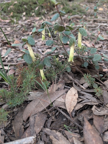 Common Correa