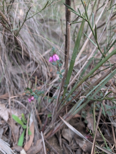Pink-bells