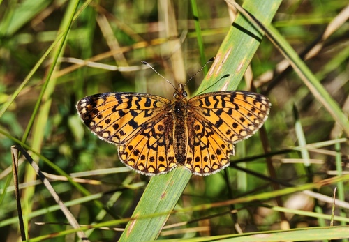 Eurasian Silver-bordered Fritillary