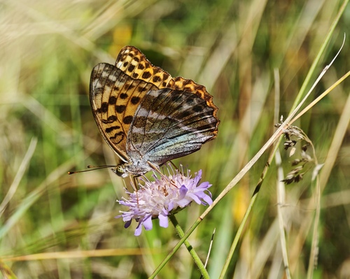 Silver-washed Fritillary