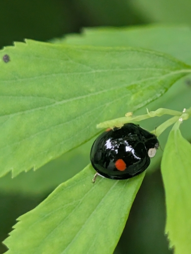 Coelophora saucia