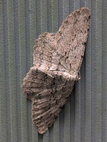 Pale Oak Beauty