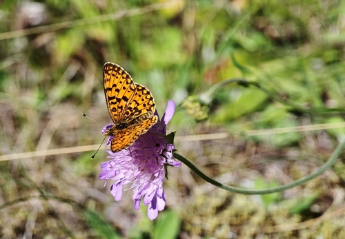Eurasian Silver-bordered Fritillary