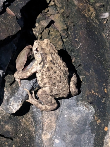 Asiatic Toad