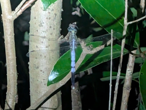 White-tailed Skimmer