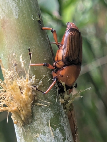 Cyrtotrachelus thompsoni