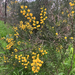 Acacia paradoxa