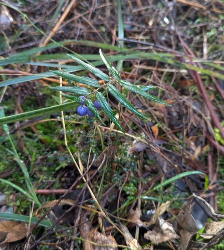 Turquoise Berry