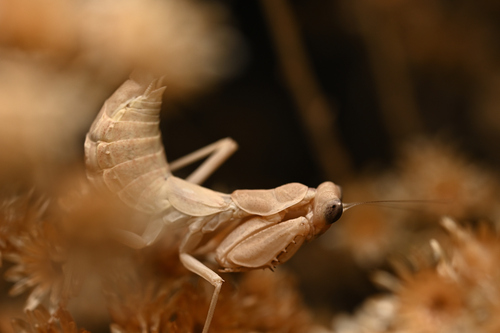 European Dwarf Mantis